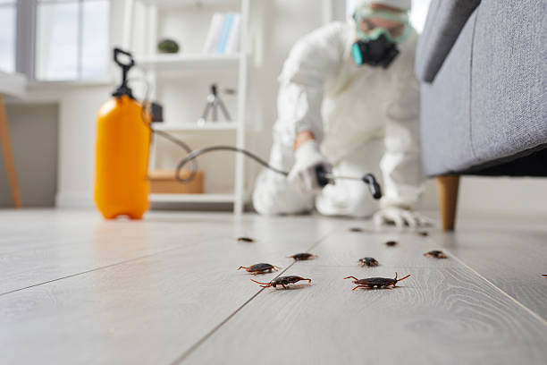 Trusted Cockroach Control service in Spirit Lake, ID - Nex Pest Control